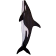 Baby Orca
