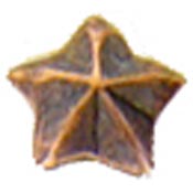 Bronze Battle Star