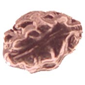 Bronze Oak Leaf