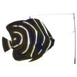 Swimming Korean Angel Fish