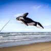 Swimming Orca Whale