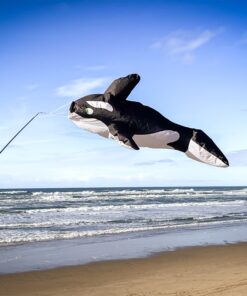 Swimming Orca Whale