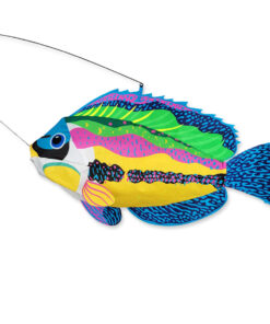 Swimming Fish - Peacock Wrasse