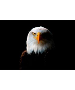 Our festive & colorful collection of Noble Eagle 3'x5' screen-printed nylon flag speaks for itself